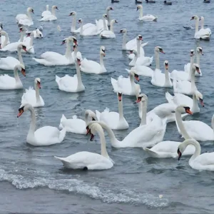 Excursie 1 zi - Lebede la Marea Neagra - Eforie Sud - Constanta - 20.02.2027