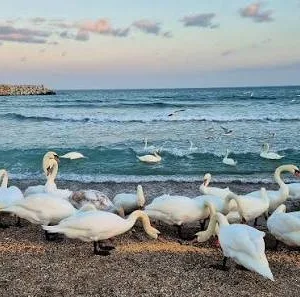 Excursie 1 zi - Lebede la Marea Neagra - Eforie Sud - Constanta - 23.01.2027